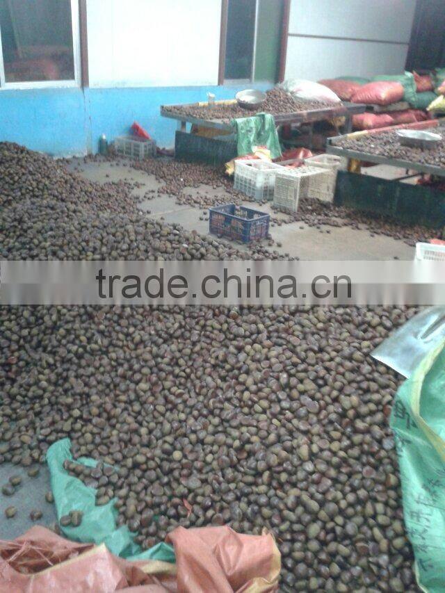high quality 5kg gunny bag fresh chinese chestnut for Jordan