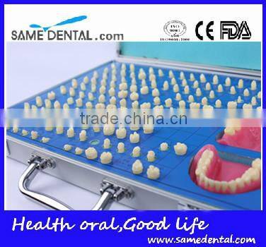 Dental models 151 teeth prepared for the standard model school education demonstration