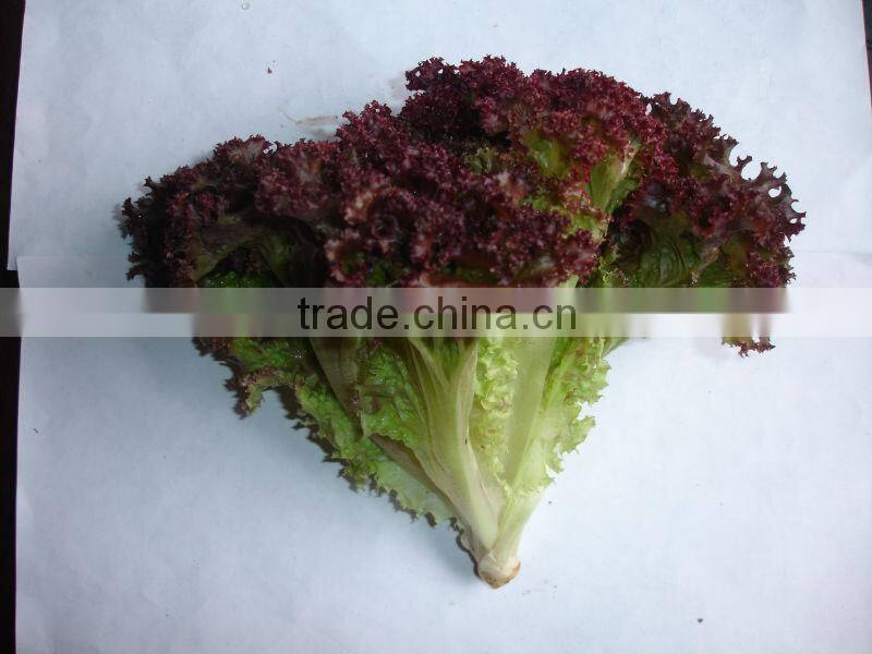 Good Quality Fresh Lettuce For Sale Red Leaf Lettuce