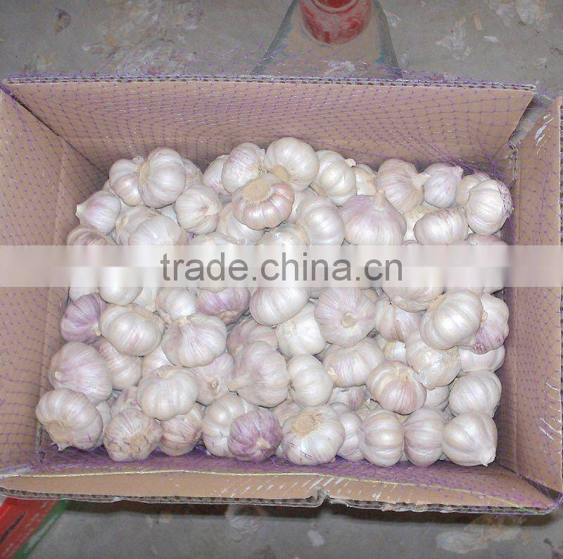 Fresh Garlic Global Foods health against cancer