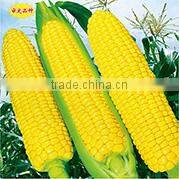 CU05 No.903 f1 hybrid smooth cucumber seeds in vegetable seeds