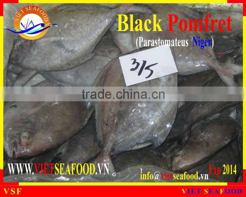 FROZEN BLACK POMFRET WHOLE ROUND