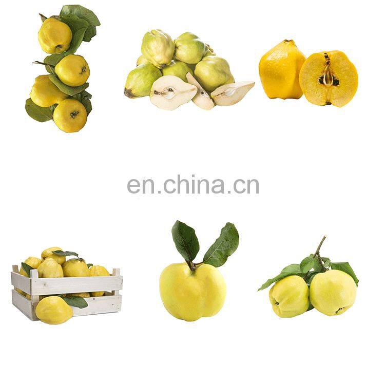 Runxiang Apple Jujube Peach Apricot Quince Oli Corer