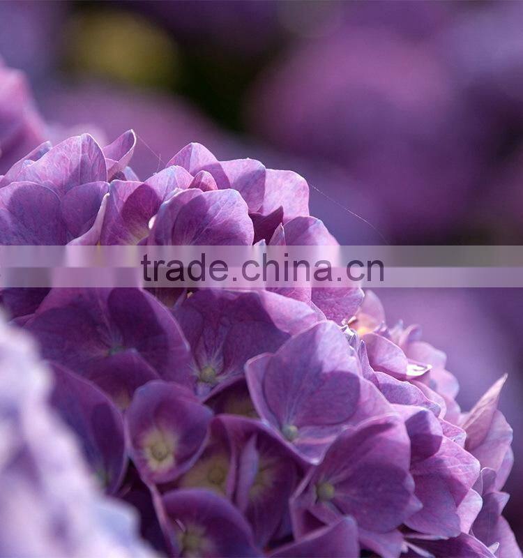 Wide variety new arrival apple hydrangea wreath
