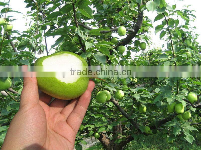Fresh early-mature su pear supplier in China