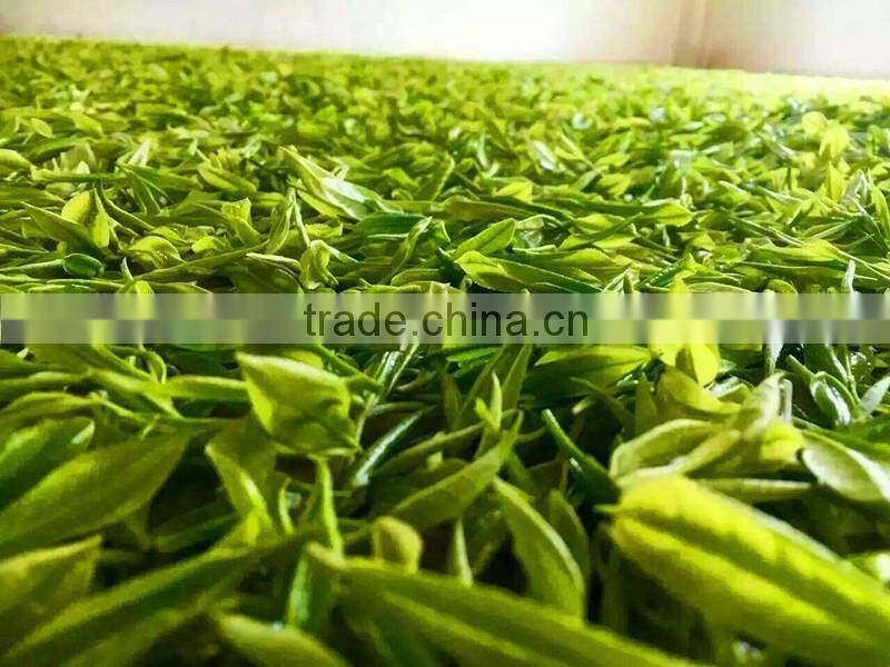Organic Green Tea Good Quality Certified Organic Matcha Green tea