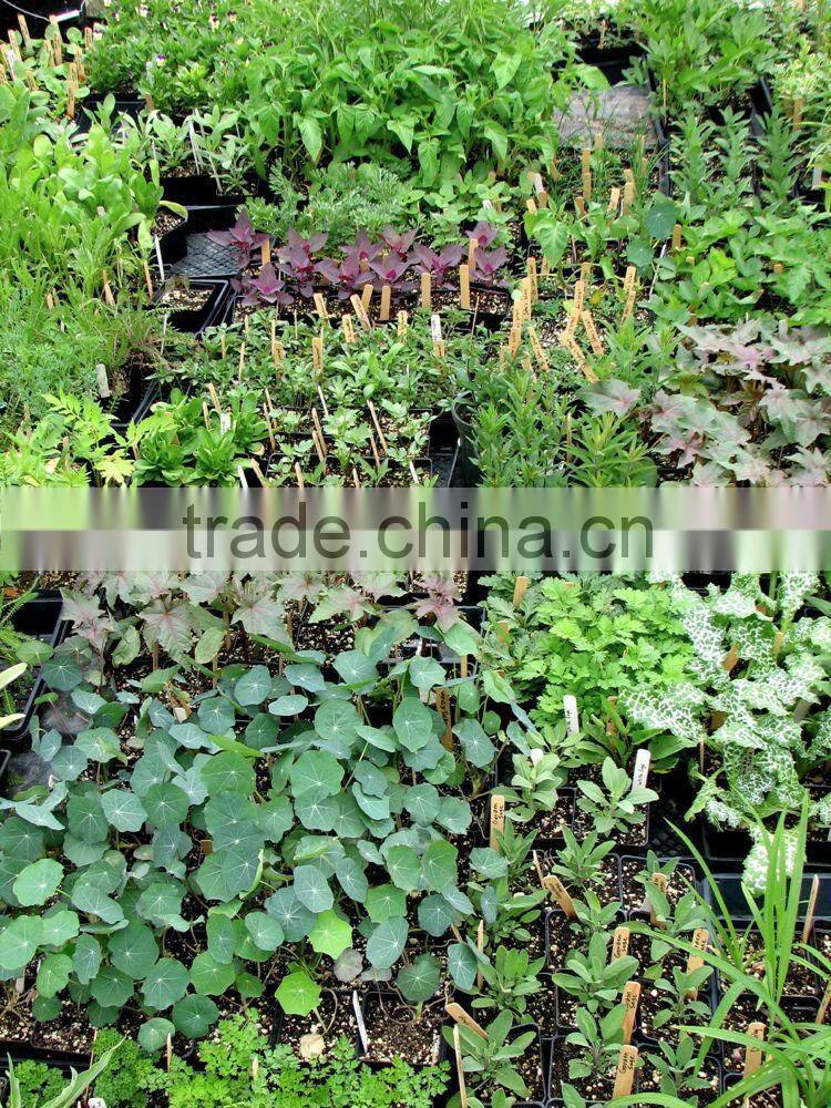 Plastic Seedling Nursery Tray