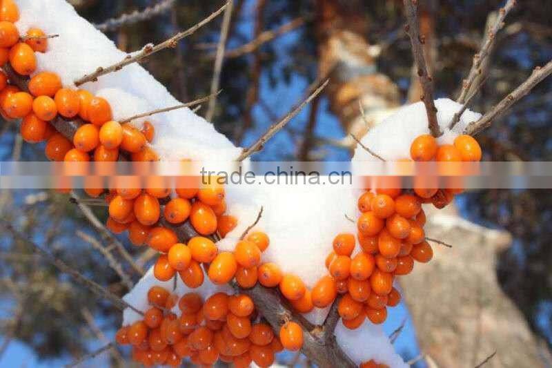 sea buckthorn seed oil capsules,Hippophae rhamnoides oil GMP factory