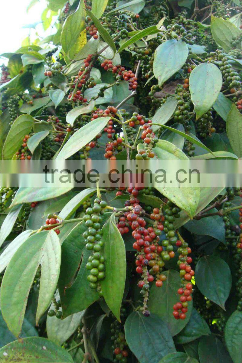 BLACK PEPPER VILACONIC