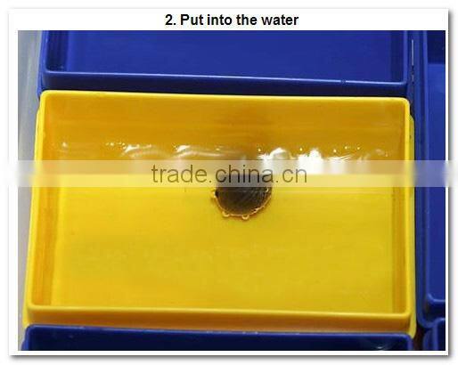 2015 Water Lily Lotus Seeds For Growing For Family Pot Landscape