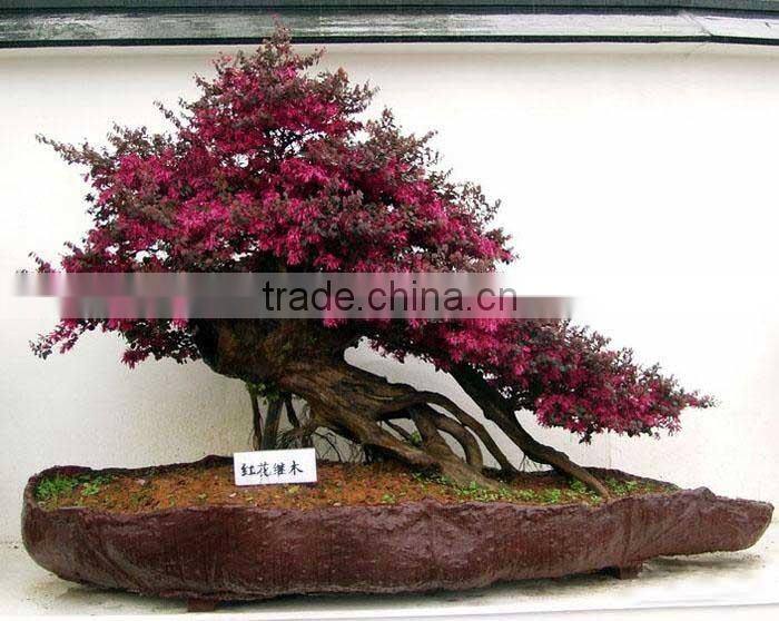 red flower Loropetalum chinense for ornamental outdoor landscaping beautiful bonsai plants