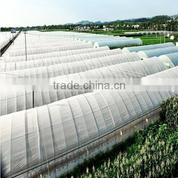 Wholesale cheap fresh cut hydrangea flowers