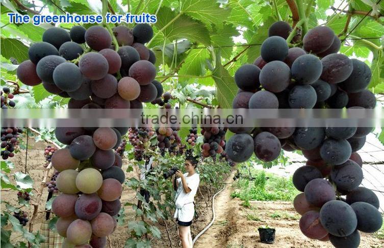 Cheap 30 x 100 greenhouse