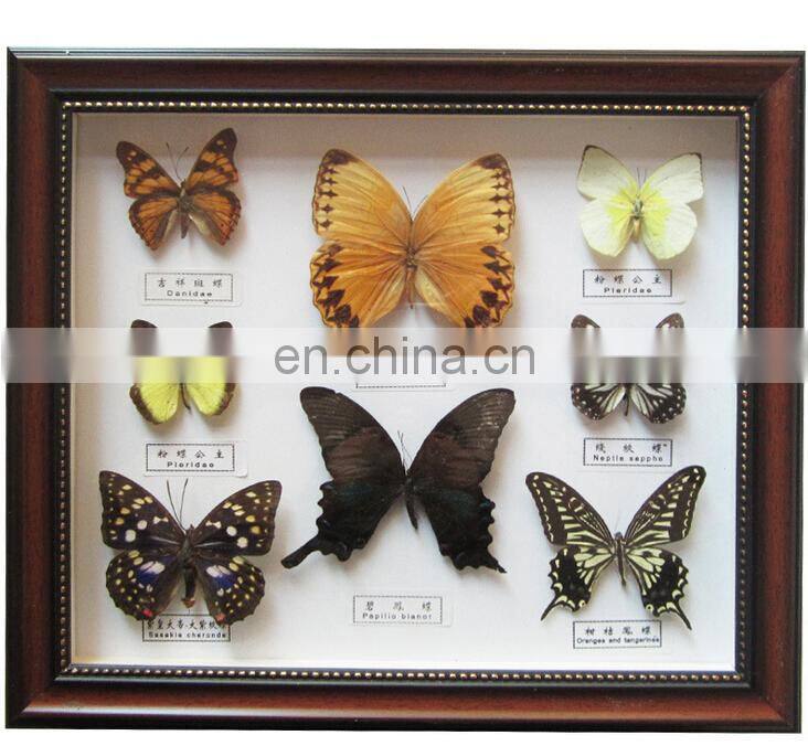 Dried real frame real butterfly