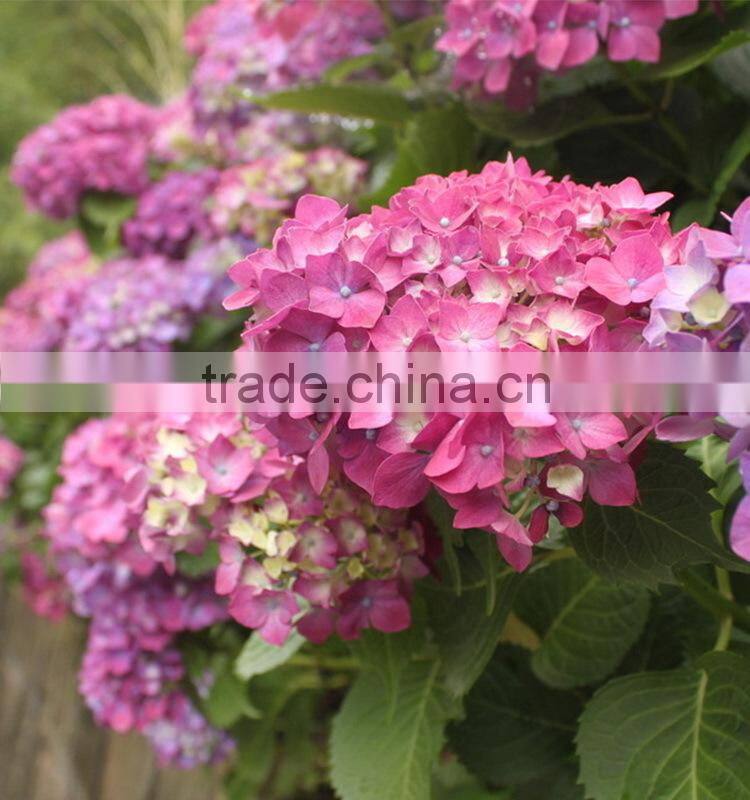 Good quality new arrival fresh cut flower hydrangea bouquet