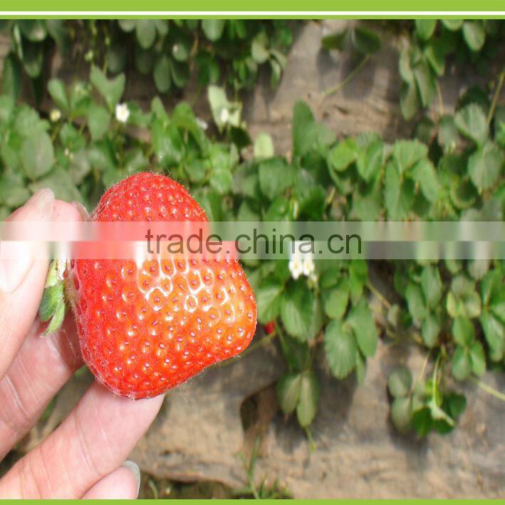 Solanberry fertilizer solanaceous vegetables organic fertilizer eggplant fertilizer