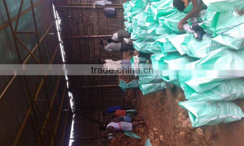 Fresh Semi Husked Matured Cocount