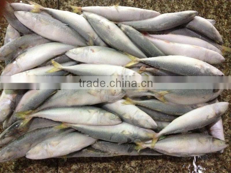 New hot sale WR mackerel fish 8-10pcs/kg for market / canned