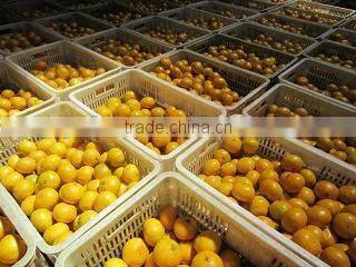 2016 New crop fresh mandarin orange price