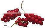 Nice Nutritonal Herbal Extract Schisandra Chinensis with Schizandrins 2-9% HPLC
