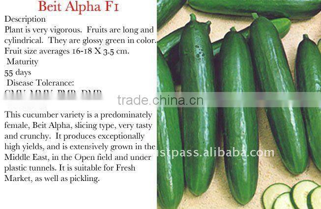 Beit Alpha F1 Cucumber Seeds