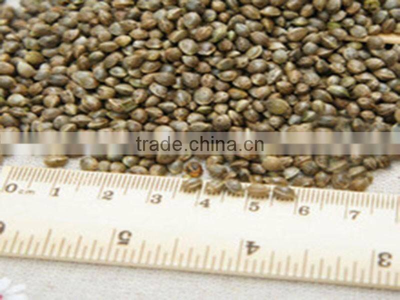 Virgin organic hemp seed oil rich in Omega bulk