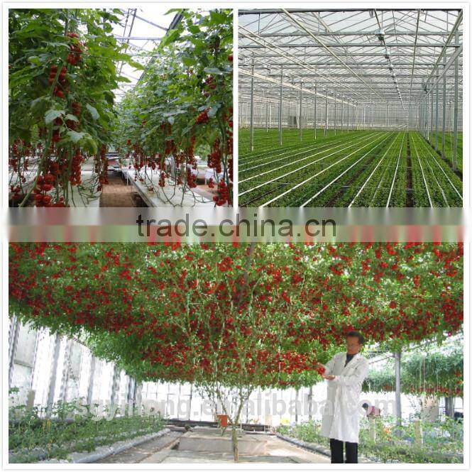 Tomato seeds red tomato seeds anti TY General F1