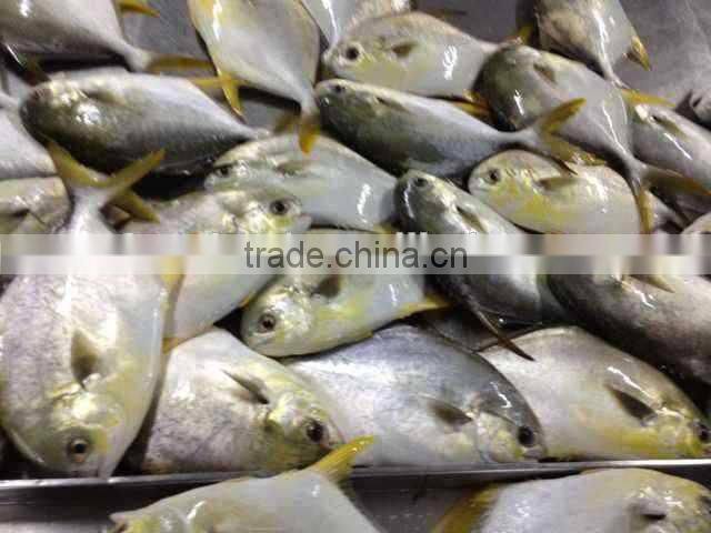 Frozen Golden Pomfret Fish