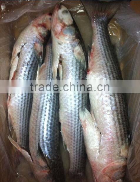 good quality mullet frozen seafood