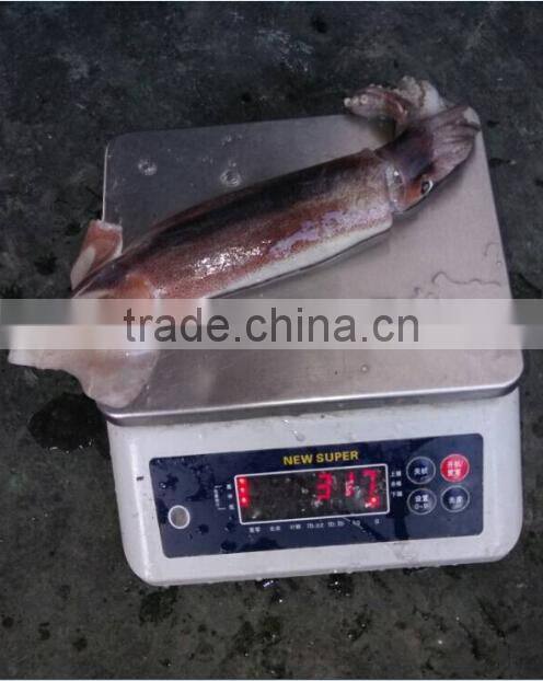 Frozen Illex Argentinus Squid