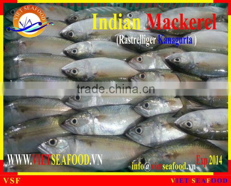 FROZEN INDIAN MACKEREL W/R