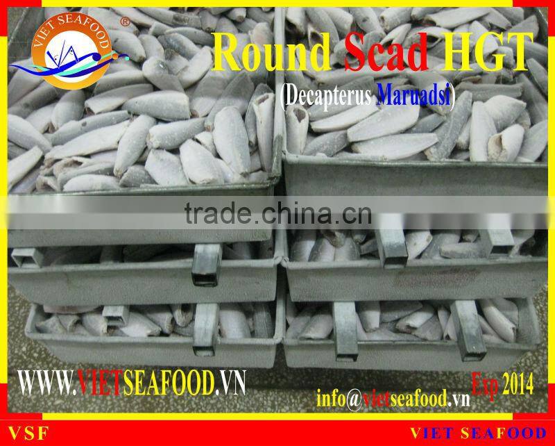 FROZEN HORSE MACKEREL HGT