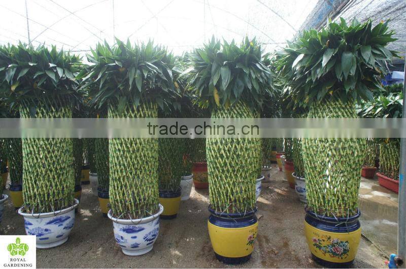 Lucky bamboo ( Dracaena Sanderiana) cage shape indoor plant 200-220cm