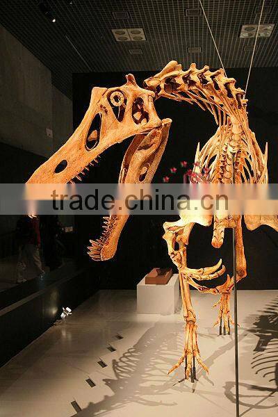 Exhibition Dinosaur Skeleton Replica Of Irritator