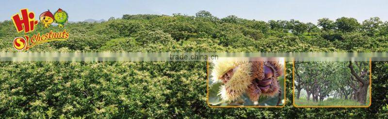 Natural Sweet Roasted Inshelled Chestnut Snacks