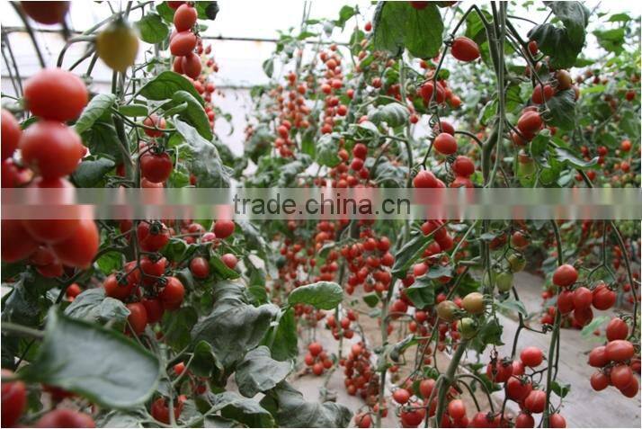 Hybrid High Density Fruits Setting Round Red Cherry Tomato Seeds For Growing-Wonderful