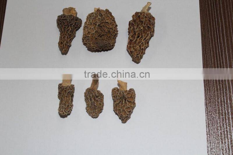 100% Natural Organic Tricholoma Matsutake,fungus of larch,Songi beoseot