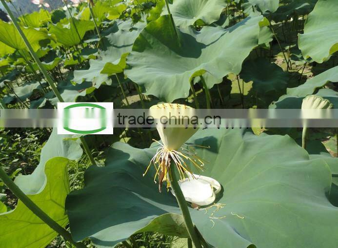 Nelumbo nucifera Gaertn Lotus nut Lotus seeds
