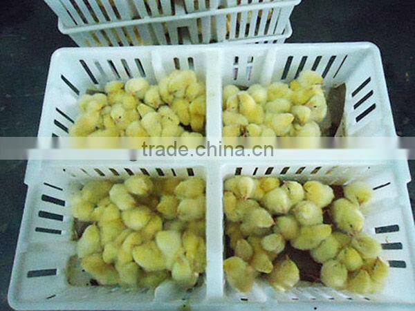 Chicken Plastic poultry transport cage for child chicken