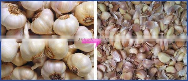 Factory price stainless steel automatic garlic separating machine