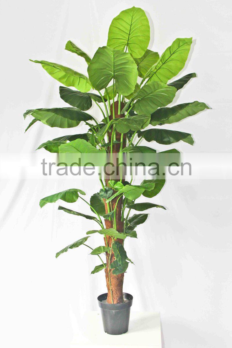 Wholesale outdoor use potted plants
