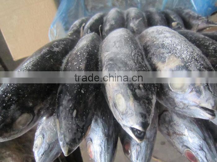 Frozen Eastern Pacific bonito whole round- Auxis Tapeionsoma
