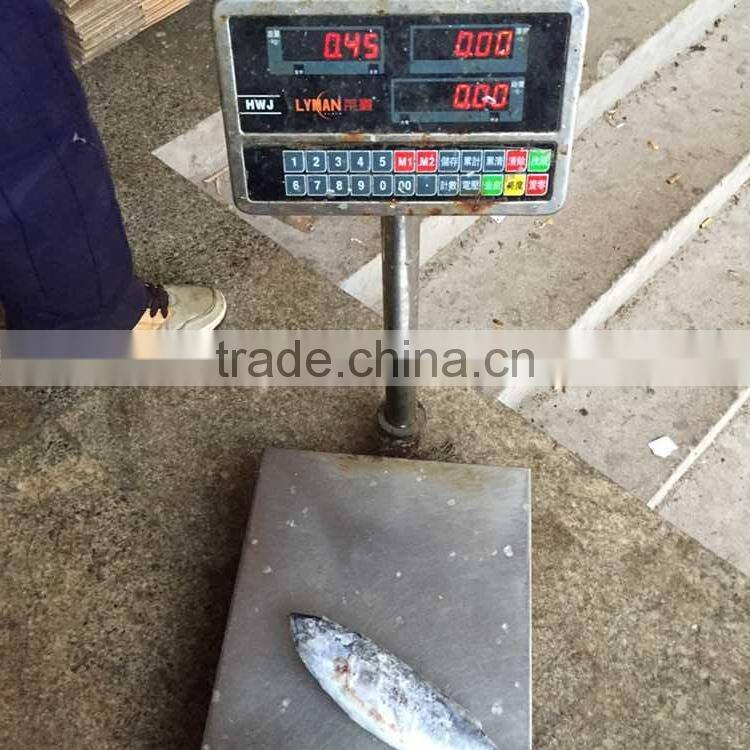 Frozen bonito tuna frozen bonito fish for sale