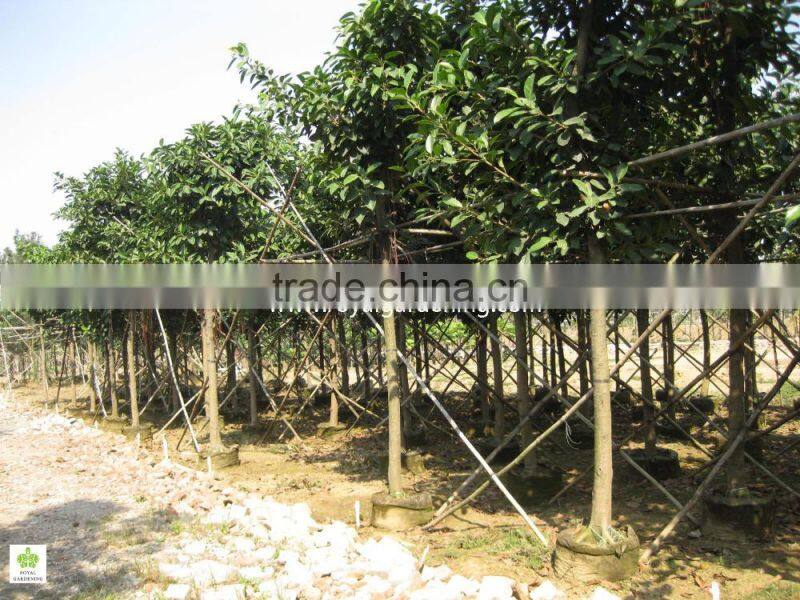 Ficus Altissima Tropical trees