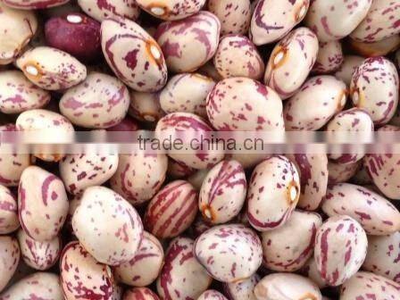 new crop light speckled kidney bean xinjiang origin