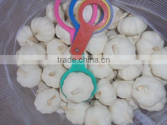 chinese pure white garlic new crop 2016 fresh best qaulity