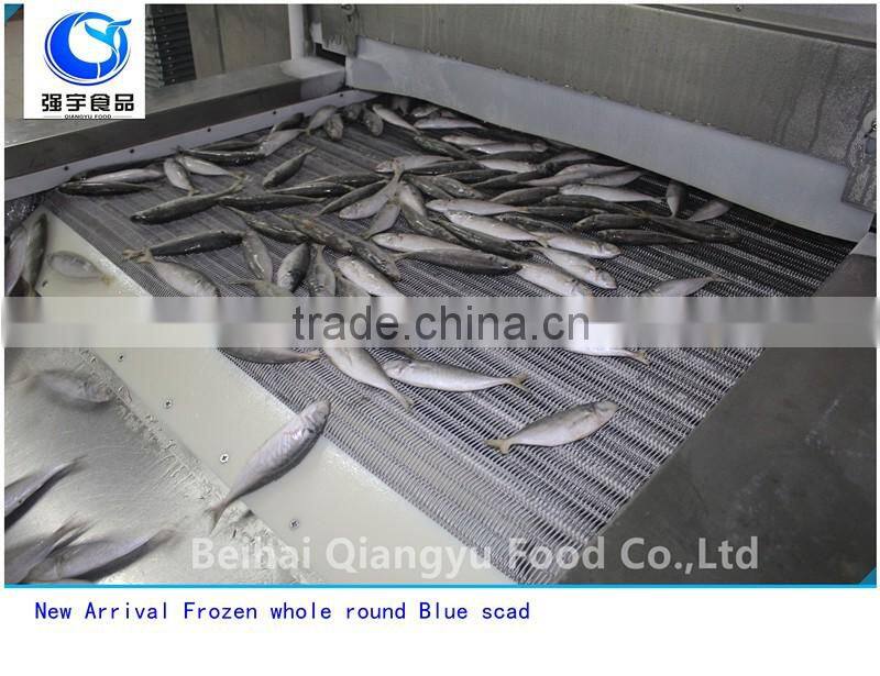 New Arrival Frozen whole round/Healess tailless gutting Blue scad Seafood