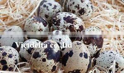 canned quail eggs/eggs/quail eggs