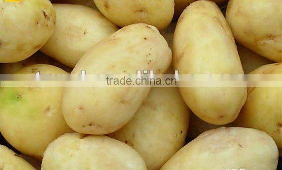MD-15 intustry electric stainless steel Potato Peeler
