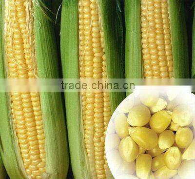Canned Whole Kernel Sweet Corn DOMEE brand Yellow Corn